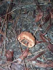 Sciurus carolinensis