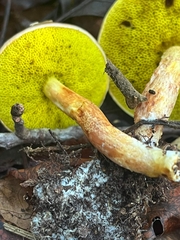 Aureoboletus auriporus
