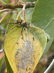 Mischocyttarus flavitarsis