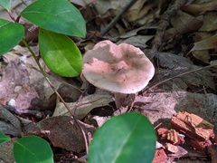 Lactarius cinereus