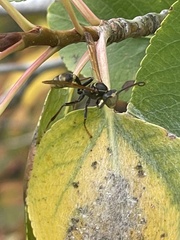 Mischocyttarus flavitarsis