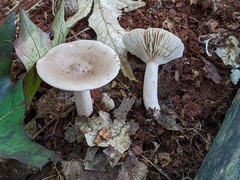 Lactarius cinereus