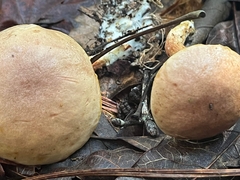 Aureoboletus auriporus