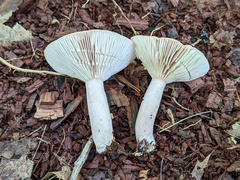 Lactarius cinereus