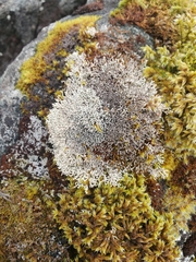 Sphaerophorus fragilis