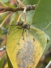 Mischocyttarus flavitarsis