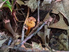 Hypomyces leotiicola