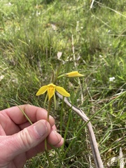 Diuris behrii