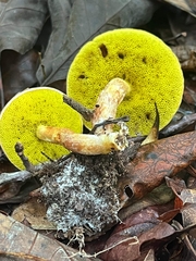 Aureoboletus auriporus