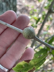 Callirhytis quercusbatatoides