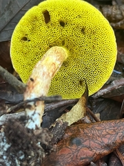 Aureoboletus auriporus