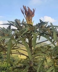 Araliaceae
