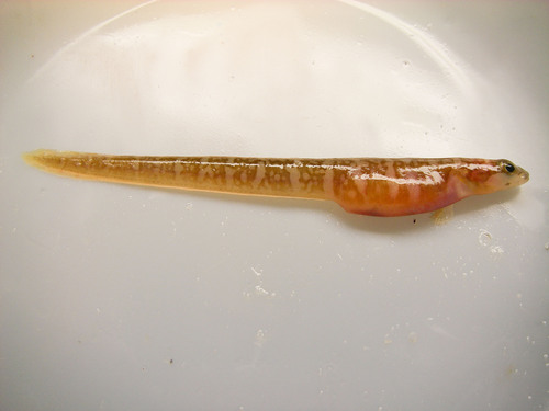 Aurora pout (Gymnelus retrodorsalis) — Zoarcidae — 3