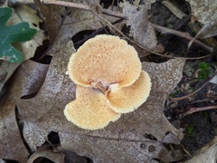 Neofavolus americanus