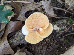 Neofavolus americanus