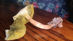 Aureoboletus auriporus