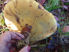 Suillus luteus