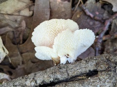 Neofavolus americanus