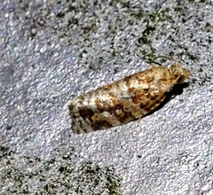 Argyrotaenia tabulana