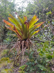 Bromeliaceae