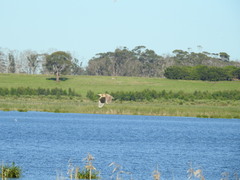 Botaurus poiciloptilus