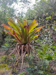 Bromeliaceae