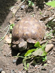 Gopherus berlandieri