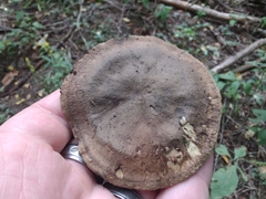 Sarcodon atroviridis