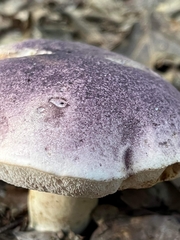 Tylopilus williamsii