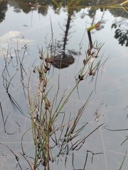 Juncus