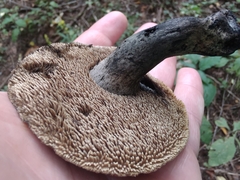 Sarcodon atroviridis