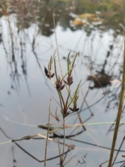 Juncus