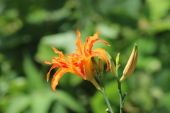 Hemerocallis fulva kwanso