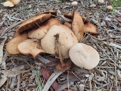 Agrocybe putaminum