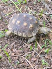 Gopherus berlandieri