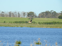 Botaurus poiciloptilus