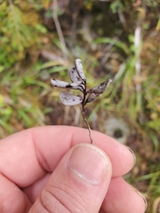 Lophodermium melaleucum