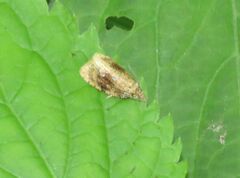 Olethreutes astrologana