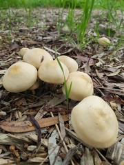 Agrocybe putaminum