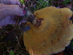 Suillus luteus
