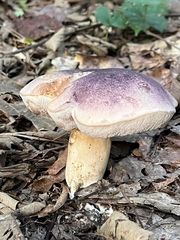 Tylopilus williamsii
