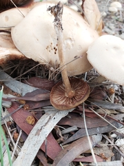 Agrocybe putaminum