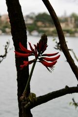 Erythrina