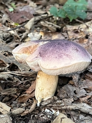 Tylopilus williamsii