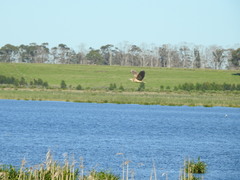 Botaurus poiciloptilus