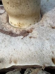 Tylopilus williamsii