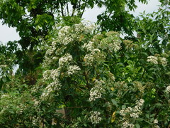 Gymnanthemum amygdalinum