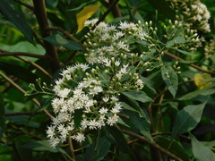 Gymnanthemum amygdalinum