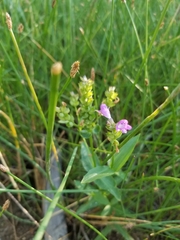 Physostegia parviflora