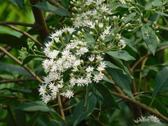 Gymnanthemum amygdalinum